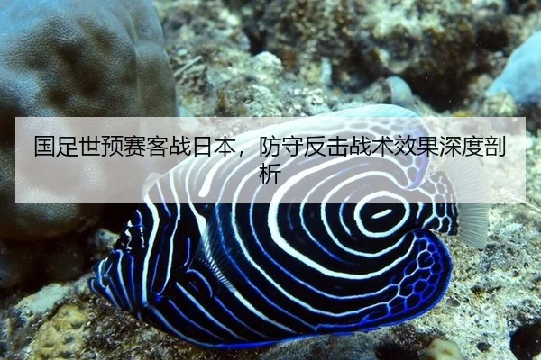 国足世预赛客战日本，防守反击战术效果深度剖析